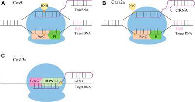 CRISPR/Cas genome editing system and its application in potato